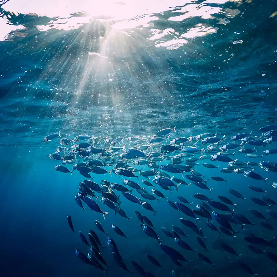 A shoal of fish beneath sunlit ocean water